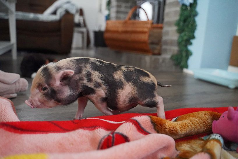 mini-porc pie en élevage manuel par Babetts Bildergalerie