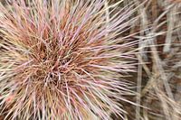 belle nature 1 / détail d'une plante colorée