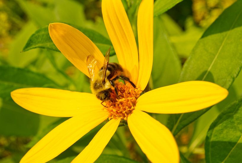 Eine quirlige Holzbiene auf Gelber Blume von Iris Holzer Richardson