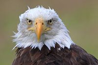 Bald Eagle is watching you !