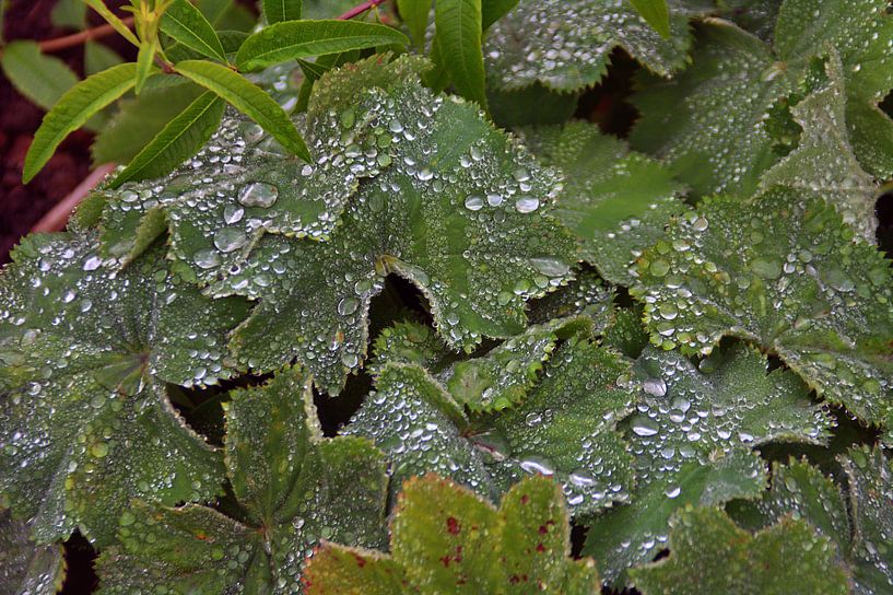 Gouttes de pluie par Edgar Schermaul