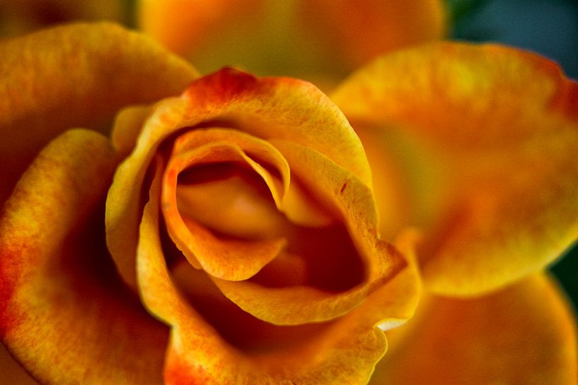 Orange Rose by Jan van den Broek 2BHAPPY4EVER