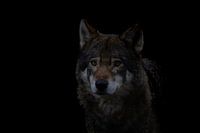 Portrait de loup Couleur