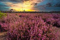 pluie violette et jaune