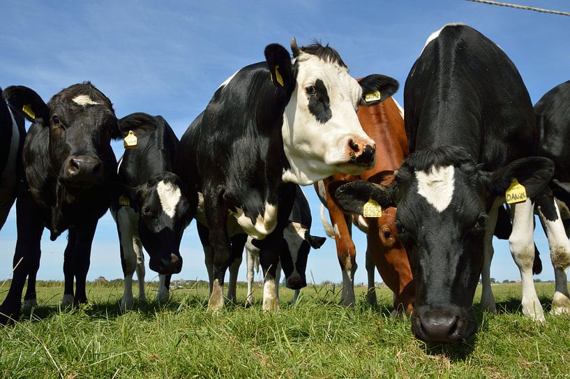 Neugierige Kühe auf der schönen Insel Texel, Niederlande von Jeffry Clemens