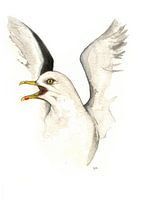 Die Heringsmöwe - Aquarellzeichnung