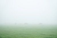 mistig weiland met vage koeien in de verte