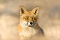 Red fox