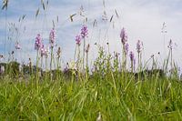 Orchideeënweide - Blauwgrasland