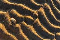 Strandwellen mit Muschel