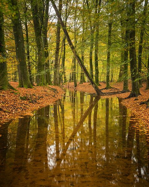 Autumn Reflections by Raoul Baart