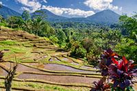 Jatiluwih Rice Terraces in North Bali