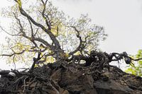 Comment pousse un arbre