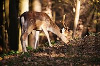Cerf dans la forêt sous un beau soleil