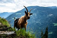 Mountain goat in South Tyrol