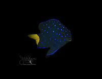 Silhouet jonge geelstaartjuffer, Bonaire