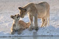 Young lions at waterhole Etosha