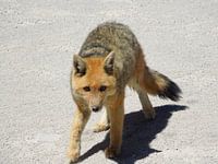 Nieuwsgierige meneer Vos in Bolivia 