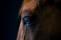 Contemplation (portrait of a horse)