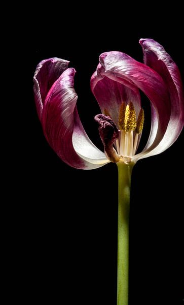 falling appart par mick agterberg