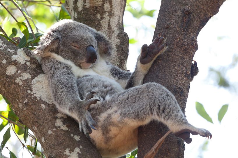 Koala-Bär ruht sich auf einem Baum aus, Queensland, Australien von Frans Rombout