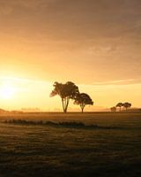 Die stehenden Bäume
