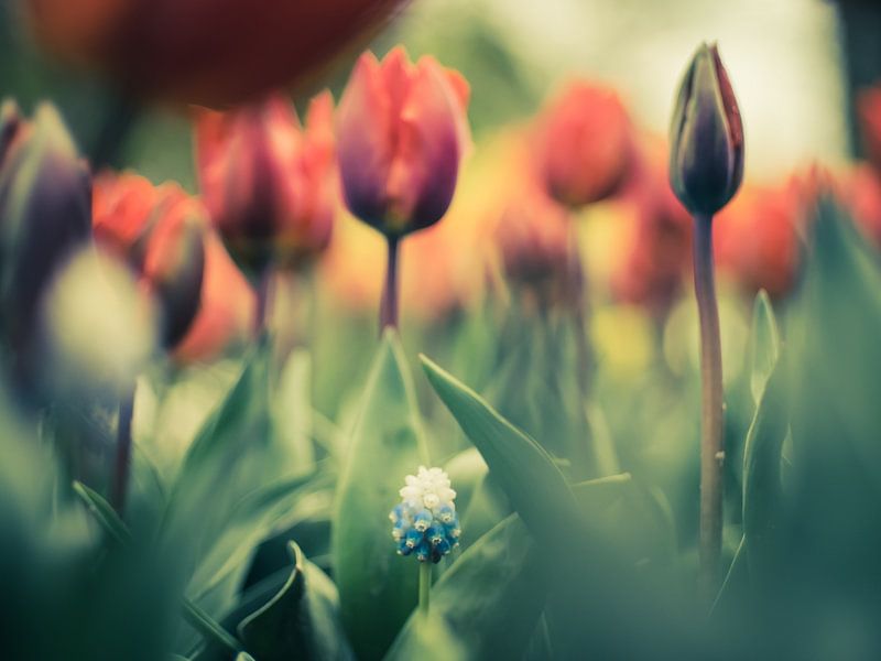 Petit et bleu par Martijn Tilroe