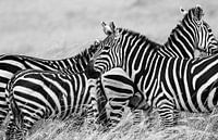 Zebra onderonsje