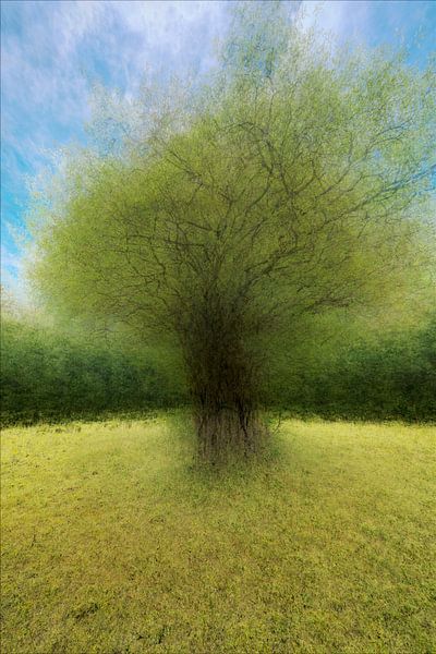 Baum mit Pep Ventosa-Technik. 2 von Pieter van Roijen