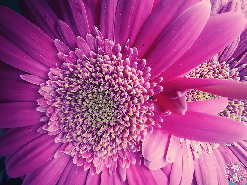 Rosa Passion von treesgivepeace.nl