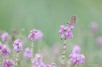 studded blue