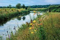 Large yellow primrose in wildflower meadow on River Vecht near Ommen
