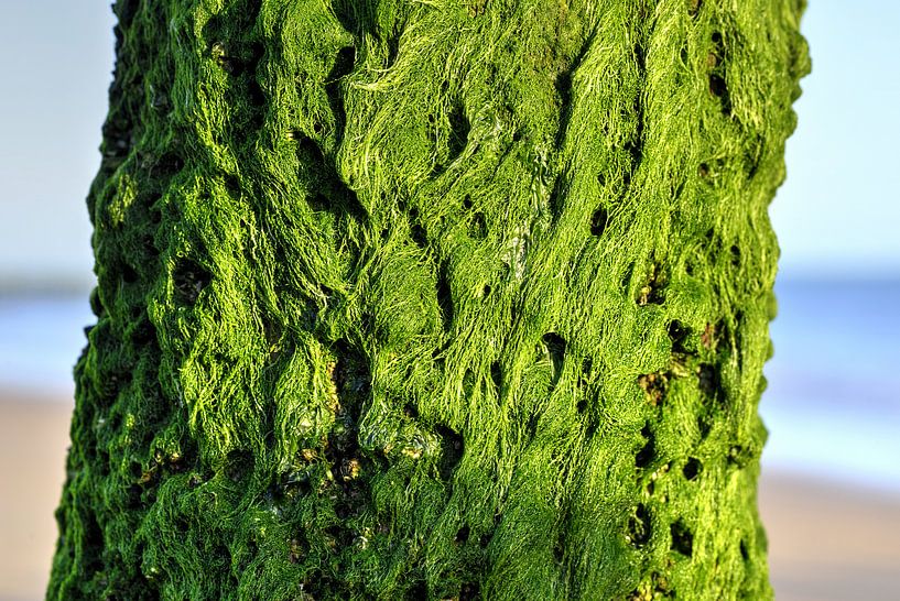 Les algues sur la côte zélandaise par Rob Smit