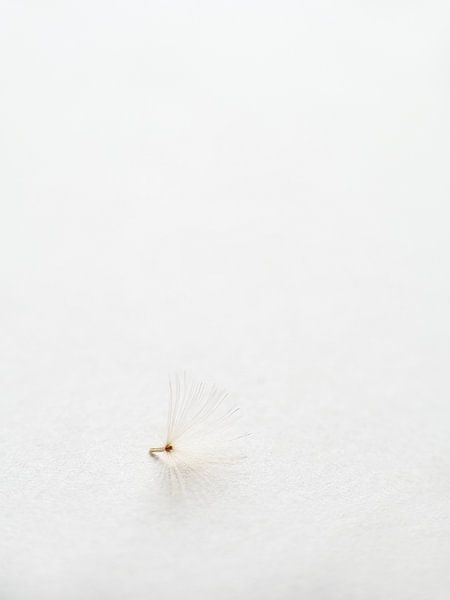 Fluff par Miss Antenna