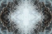 Dove, dove feathers, symbolic creature of light,