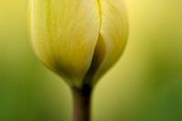 Tulp