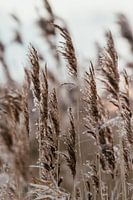 Winter reeds. Fine art photography. Wall decoration. Moody and earthy tones