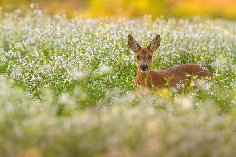 Chevreau dans le sarrasin par Andy Luberti