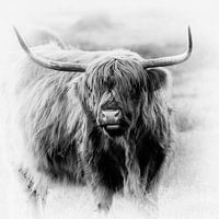 Le Highlander écossais à la lumière du soir.