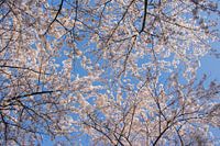 Les Japonais s'épanouissent dans l'Amsterdamse Bos.