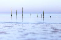 Pièges à anguille en mer du Nord