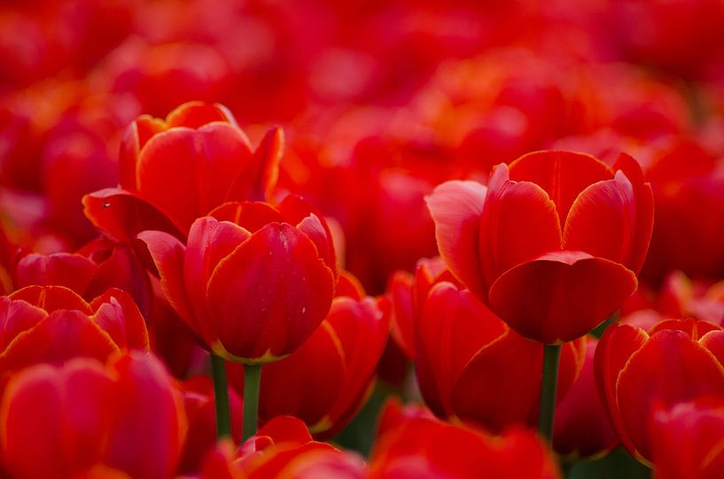 Dutch red tulips in close up/ Red Dutch Tulips in close up by Joyce Derksen