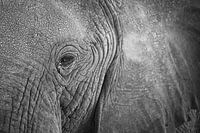 Close-up eye of an African elephant