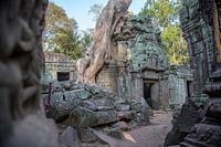 Der Ta-Prohm-Tempel in Kambodscha