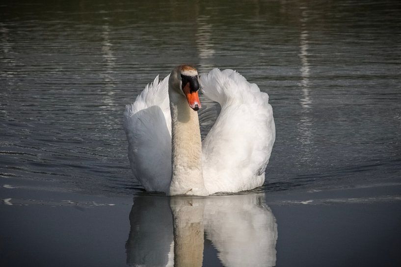 Schwimmender Schwan von Lisa gv