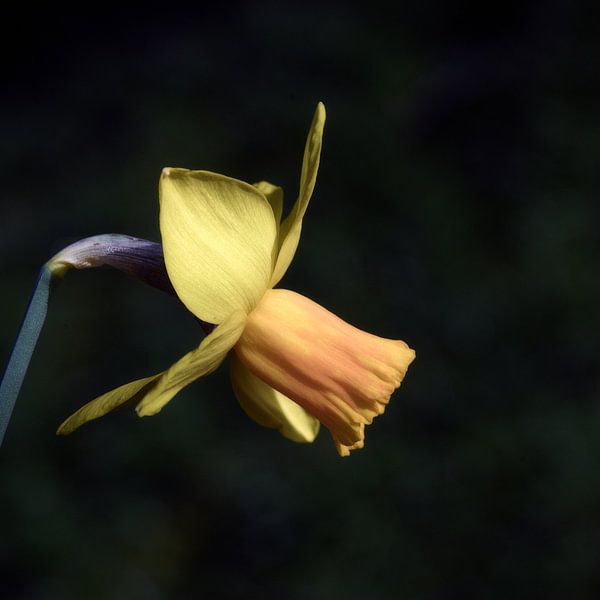 Daffodil by Mario de Lijser
