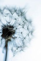 Löwenzahn-Flaum-Ball