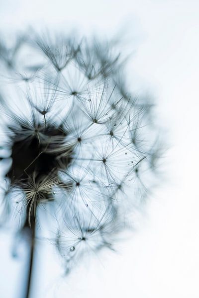Boule de poils de pissenlit par Anouschka Hendriks