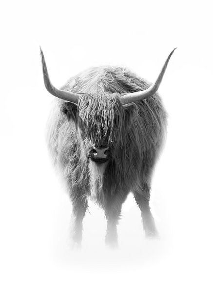 Schotse Hooglander van Karel Ton