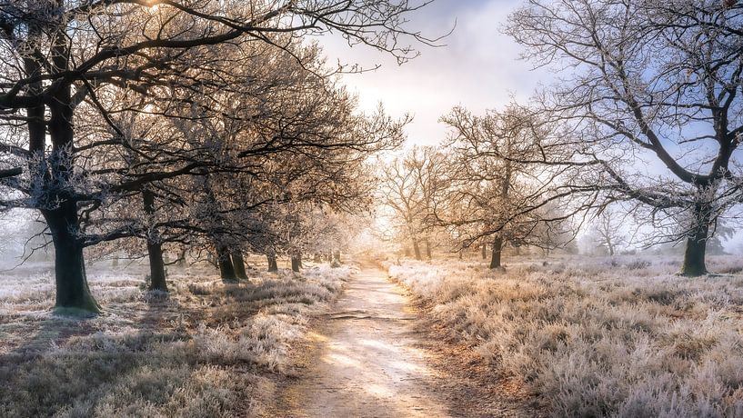 Soleil, brouillard et gel par Steffen Henze